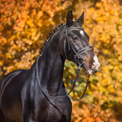 Horse portrait representing available stud services