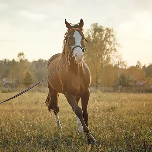 Stallion portrait representing breeder listings